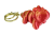 IMG_0010.png